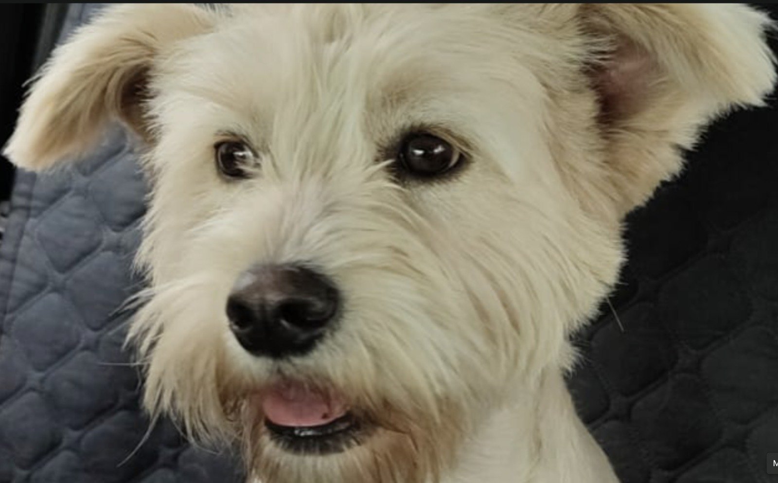 🐶Guía Completa para el Cuidado de Perritos de Raza Pequeña